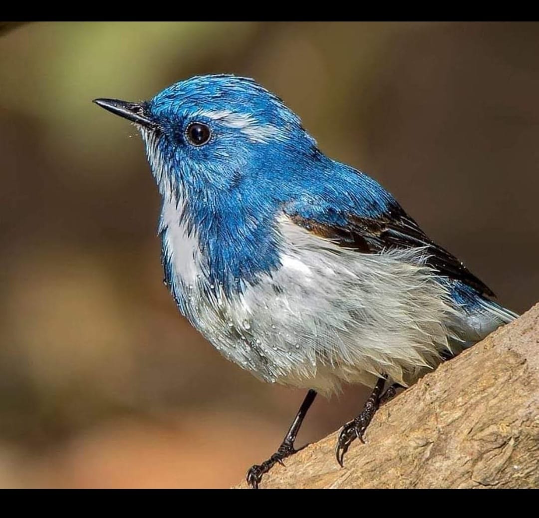 rajeev310382's tweet photo. Ultramarine flycatcher
Sattal Uttarakhand India https://t.co/3QmNtIxA9B