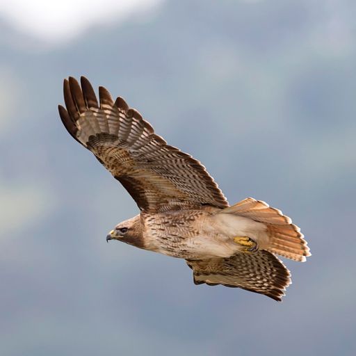 SaveMountDiablo's tweet photo. Diablo Range Revealed: The Coyote Valley Connection premieres today on our YouTube channel at 3 PM!
Watch the story of Coyote Valley and how it was saved from development.
https://t.co/Jn8c2ED5O9
๐ธ: @OpenSpaceSCC
#DiabloRange #SantaClaraCounty #CoyoteValley #CoyoteRidge https://t.co/9jOEUplkgG