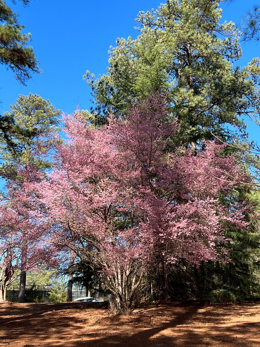 Spring has sprung! 🌸🌷🌳 Trees in our teammate <a href="/justinmadron/">Justin Madron</a> neighborhood are blooming early this year, a stunning reminder of nature's resilience and adaptability. Let's cherish these moments and the beauty they bring 😊🌱