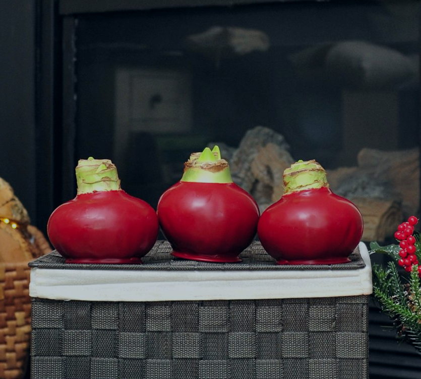 Bloomaker_USA's tweet photo. Top Tip Thursday: If you'd like to delay or slow down the growth of your Amaryllis you can place them in a dimly lit space set at a chilly 41-47° F. Be sure not to place them in a refrigerator with fruit though, as the ethylene gas can damage the bulbs.  https://t.co/3JDiqkBP9k https://t.co/RpqrVNzHJU