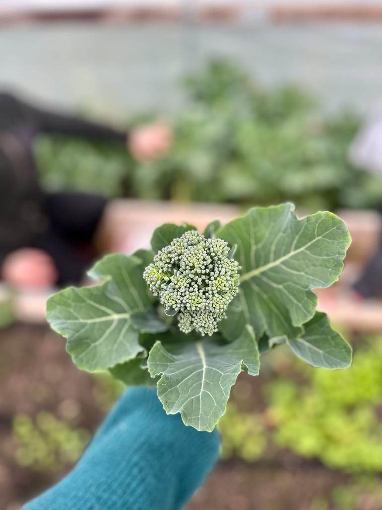 First sprouting broccoli of the year! 😊 You can buy this and all our other campus-grown produce at @The_Hive_Cafe 💚