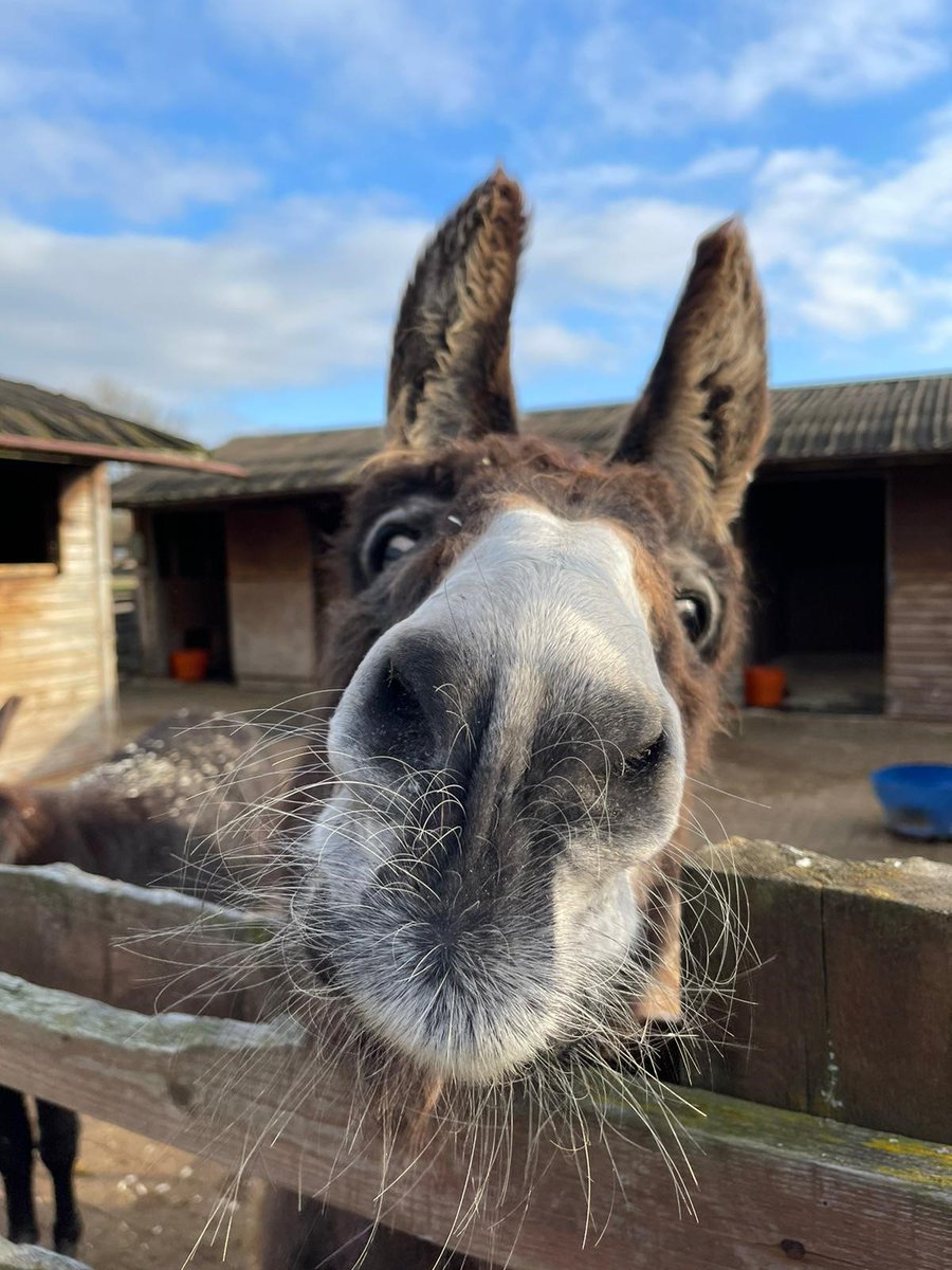 RedwingsTucker's tweet photo. What a #boopable nose you have Adel ๐ฅฐ๐ #boop https://t.co/2jVGwwOcRe