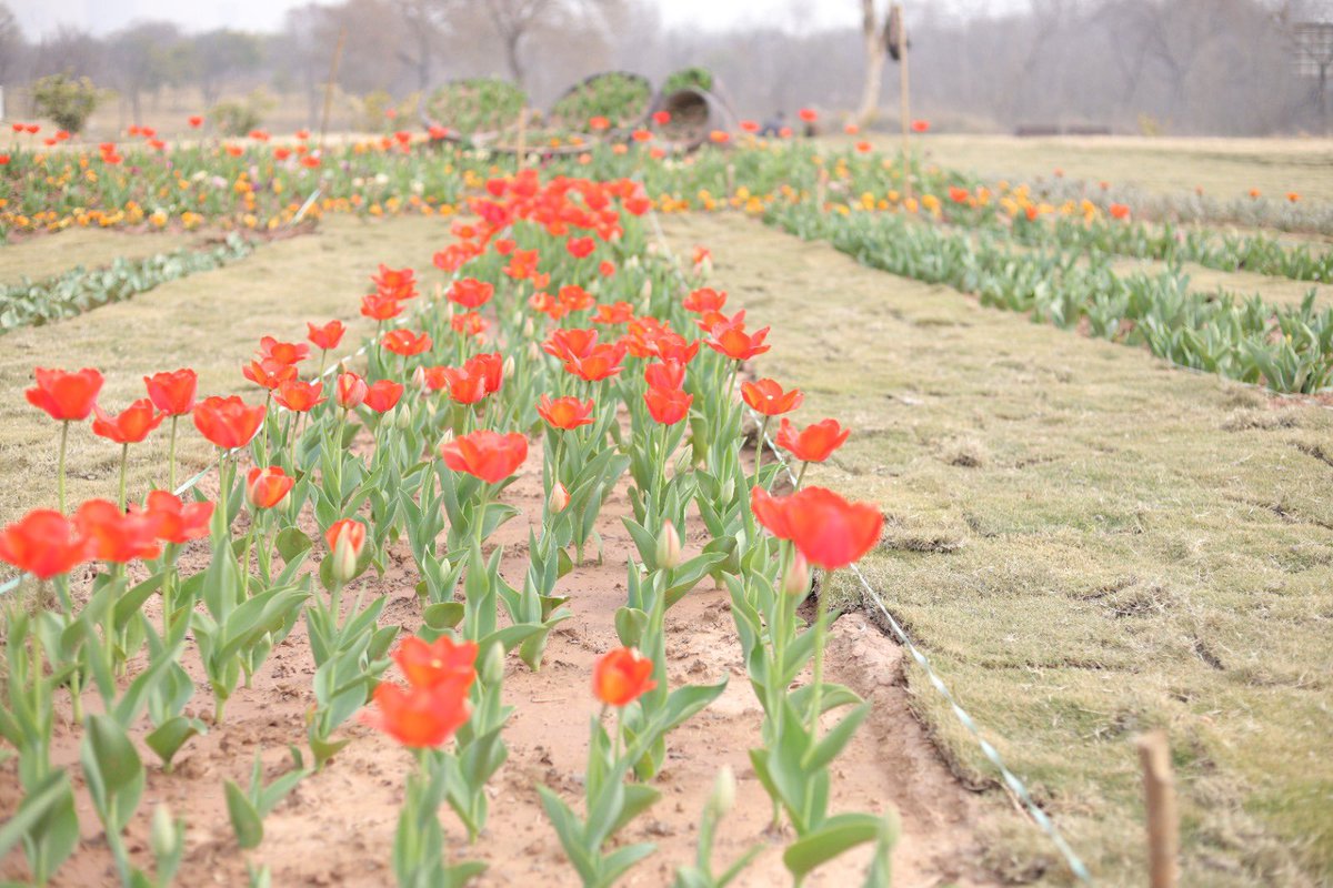 HwsHouben's tweet photo. Tulips from 🇳🇱 are blooming in Islamabad’s F-9 park along with an impressive exhibition by Kadir van Lohuizen. Do remember to stop by and share your thoughts! #75YearsRelations 🇳🇱🇵🇰friendship #ClimateChange #PakistanFloods https://t.co/EOQUQhWMlD