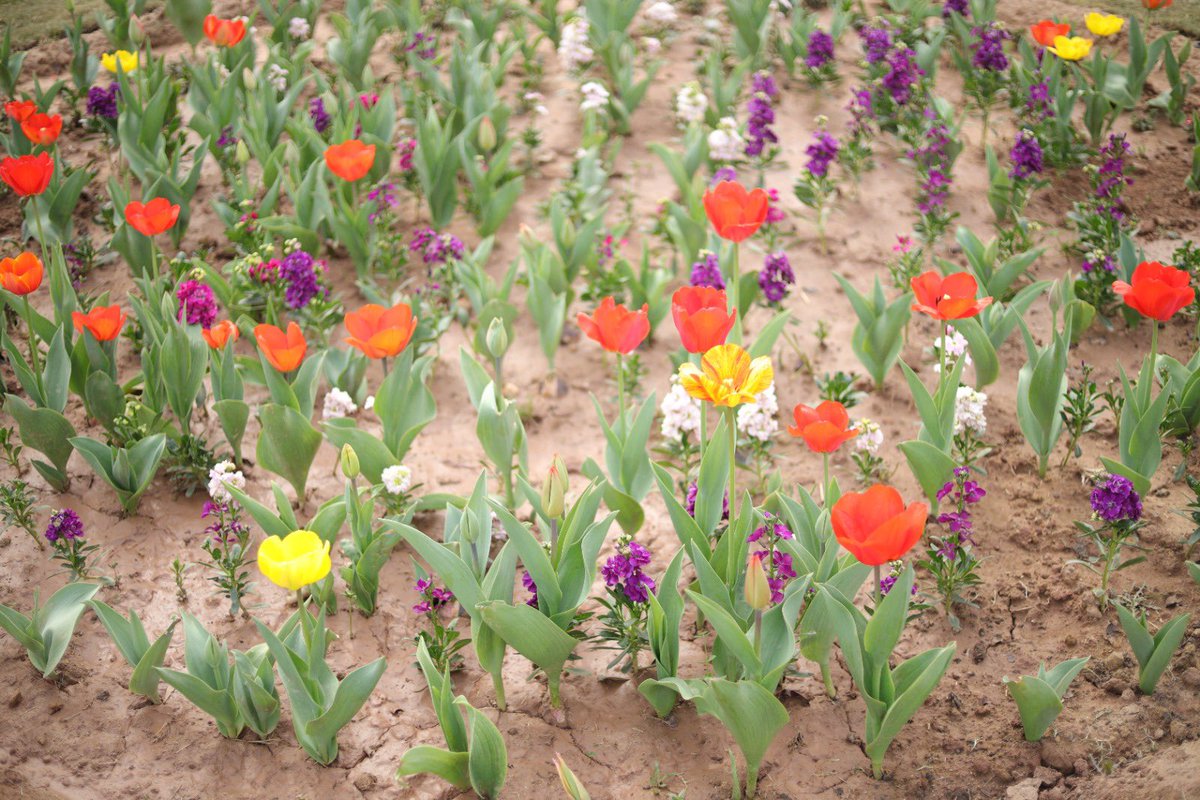 HwsHouben's tweet photo. Tulips from 🇳🇱 are blooming in Islamabad’s F-9 park along with an impressive exhibition by Kadir van Lohuizen. Do remember to stop by and share your thoughts! #75YearsRelations 🇳🇱🇵🇰friendship #ClimateChange #PakistanFloods https://t.co/EOQUQhWMlD