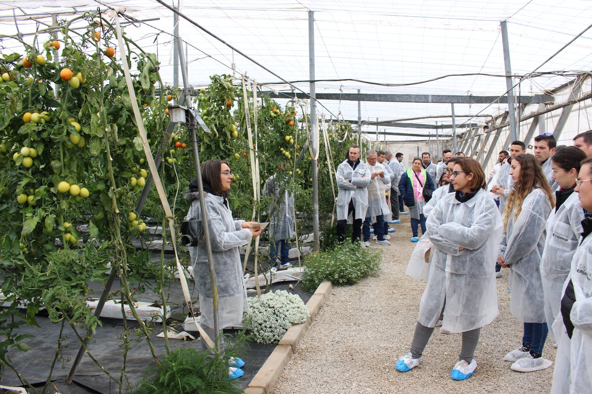 SmartprotectIPM's tweet photo. 📢 Farmers and technicians from Almeria and Granada in 🇪🇸 Spain, learning about digital tools and new technologies related to biological control in crops at @Cajamar greenhouse premises 🙌 @SmartprotectIPM #IPM #agriculture #smartprotect #innovation #pest @J2MM5 @REA_research https://t.co/uODn5neSe4