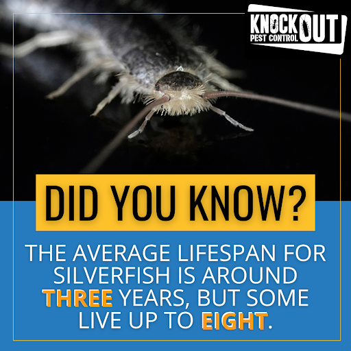 knockoutpest1's tweet photo. Silverfish can have extremely long lifespans, some even living up to 8 years! The pests have a hearty appetite too, often feasting on household items like clothing and paper goods.

Learn More: https://t.co/Ia3clP5Rvy

#Knockout #KnockoutPestControl #pest #Jacksonvillepestcontrol https://t.co/oDPbFGrw18