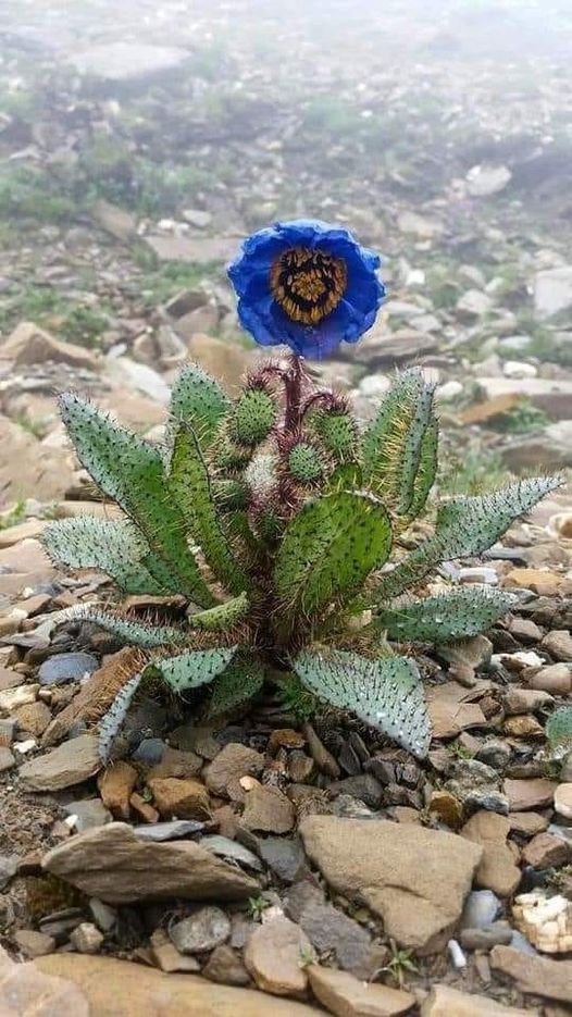 Papavero blu dell'Himalaya..
