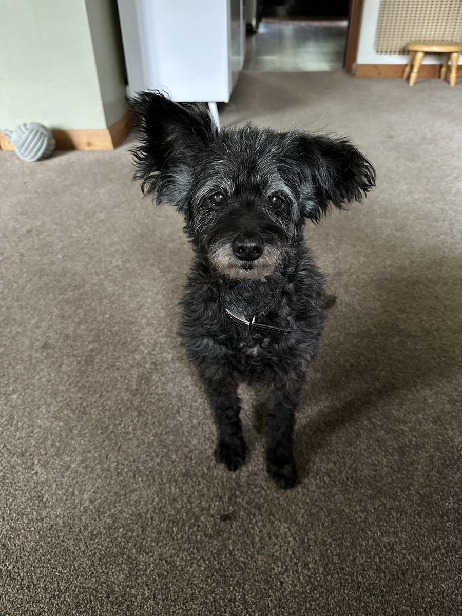 desclift's tweet photo. @SarahChampion This is Stan Dandy Liver (his favourite pastime is robbing treats from any poor unsuspecting soul who happens to pass him on a walk) https://t.co/aR1DFw4P18