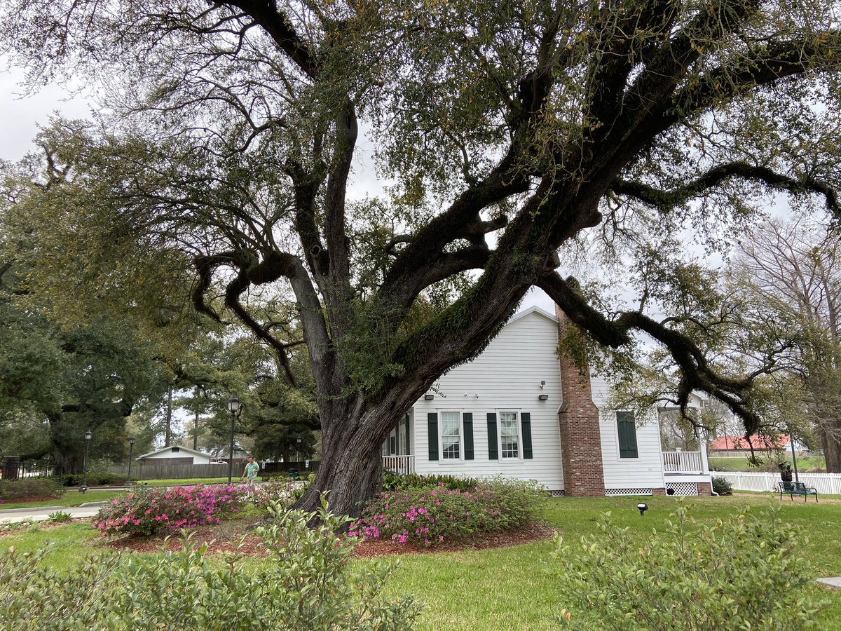 Beautiful Louisiana! #thursday #thursdayvibe #louisiana #soulful #naturelover