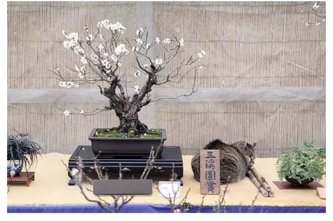 Stray cat gatecrashes bonsai festival in Kanagawa, becomes star of the show. news.yahoo.co.jp/articles/3270b…