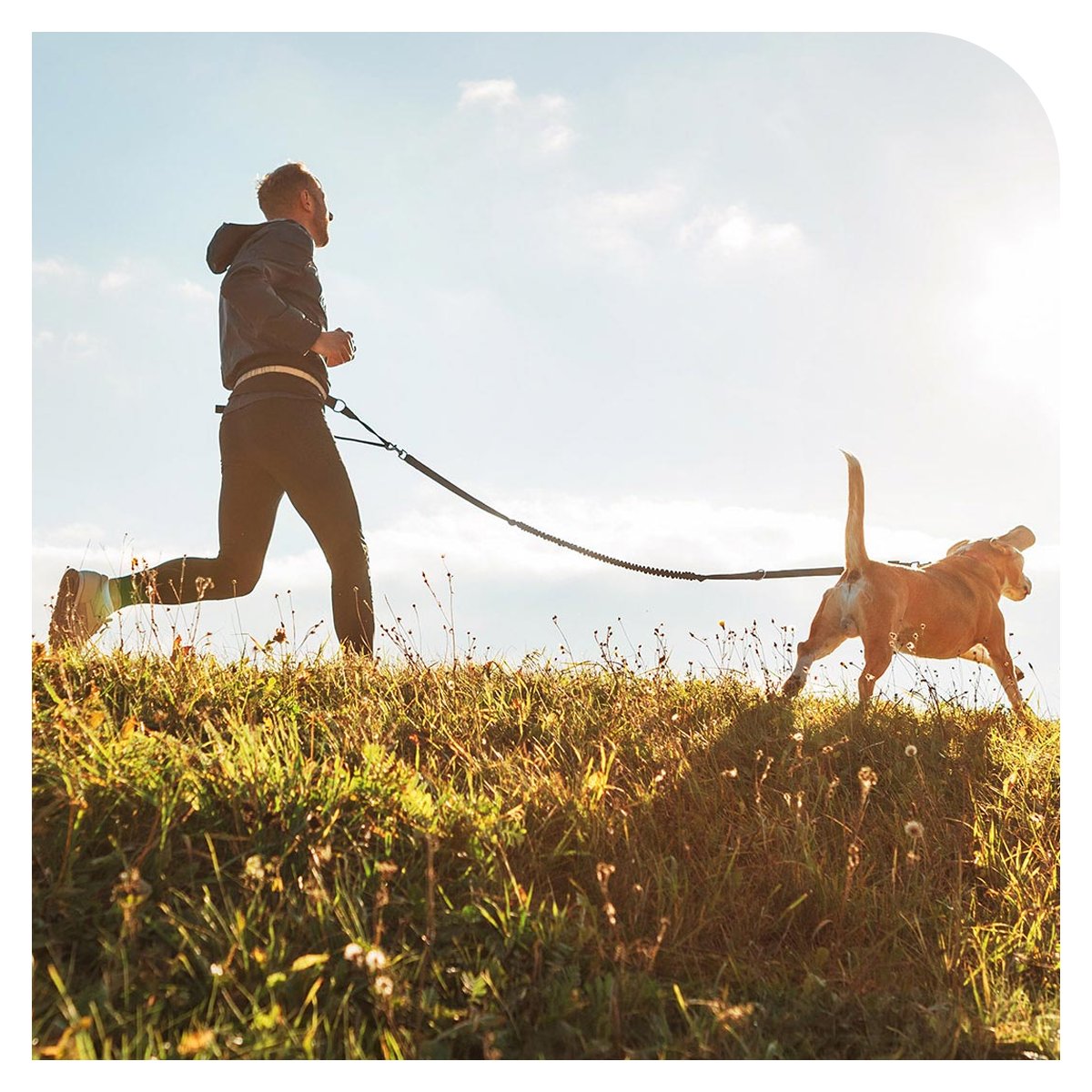 🐶🦵⭐️ Does your dog suffer from joint problems? The joints are extra sensitive at the hips, elbows, knees and lower back. Some suffer more than others: 1 in 5 struggles with it. How to recognize problems with your dog's joints, and how to fix them? 🤔

👉 versele-laga.com/en/vl/for-your…