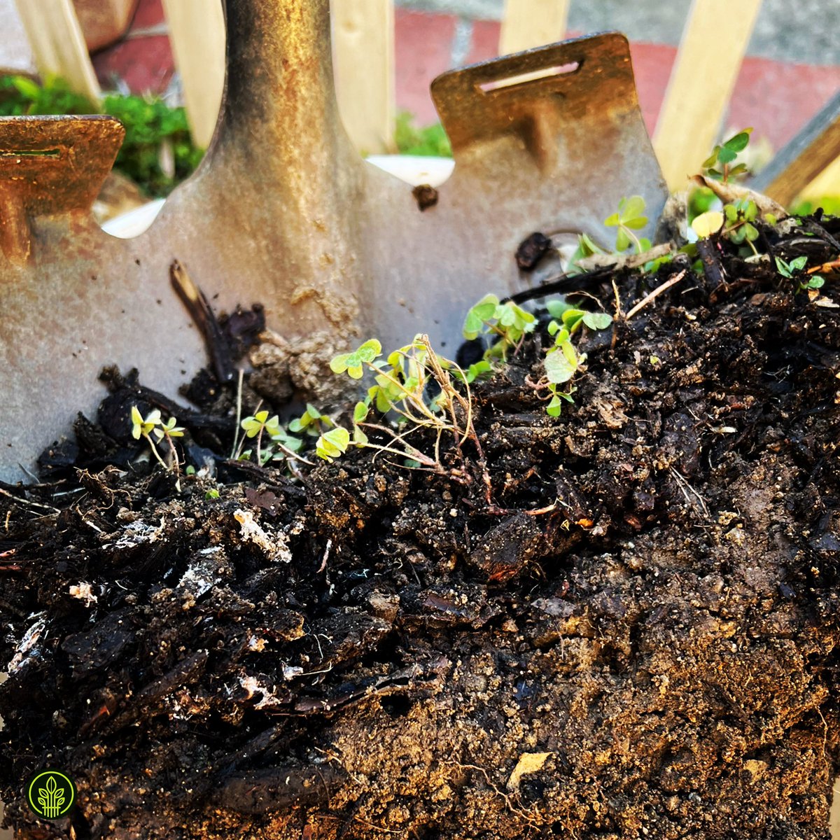 This is what 2 years of adding organic matter to the soil looks like 👍 

#regenerativeagriculture #terrapreta #compost #feedthesoilharvestthefuture  #demeterearth 🌱