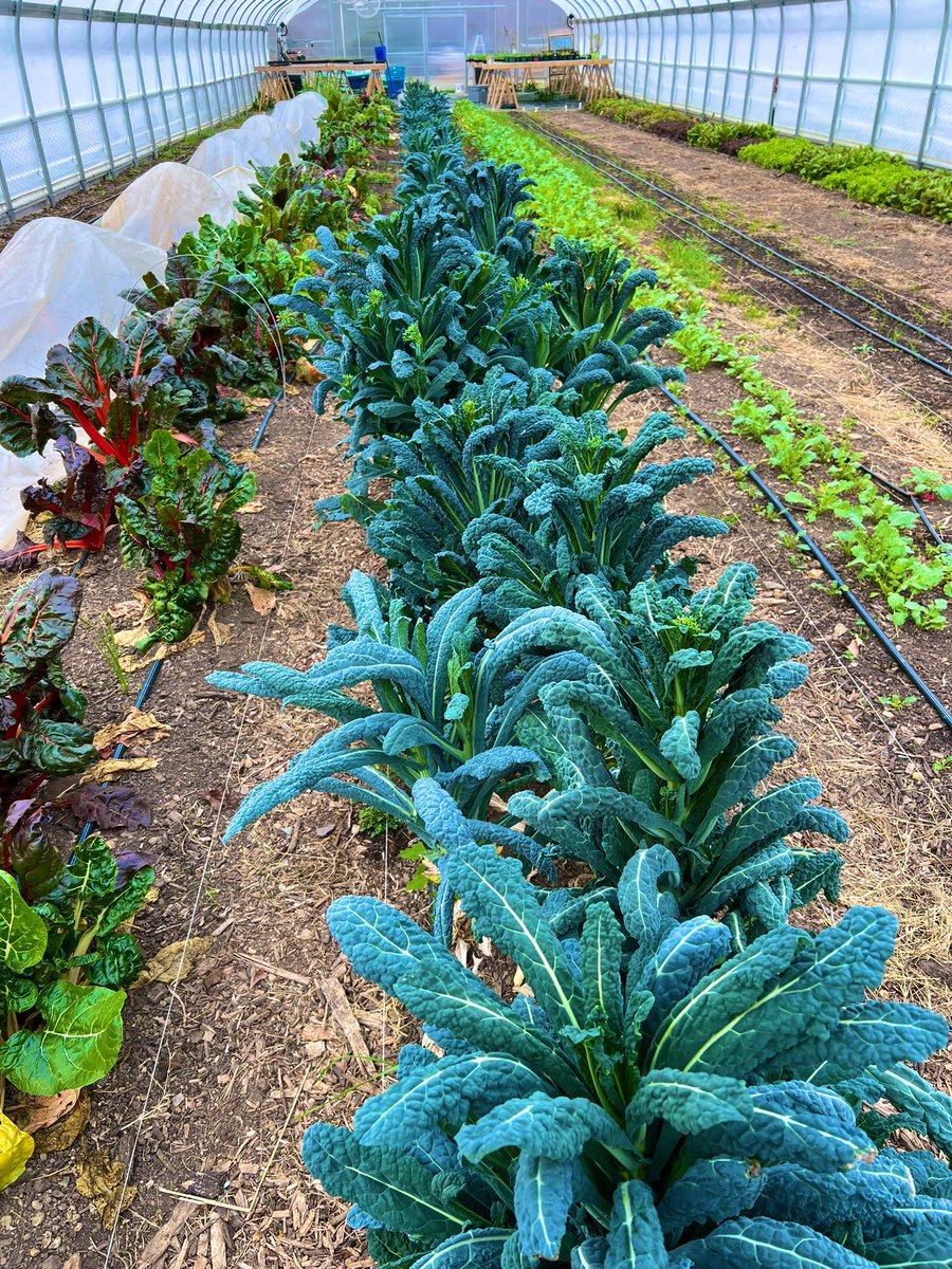 scomorrison's tweet photo. When Ashlie Thomas, author of How to Become a Gardener, which is one of the texts in your course, joins you at Loy Farm for class and shares so much brilliance and wisdom. #ElonEd #gardenbasedlearning #enviroed #farmbaseded https://t.co/m2fho1kIdW