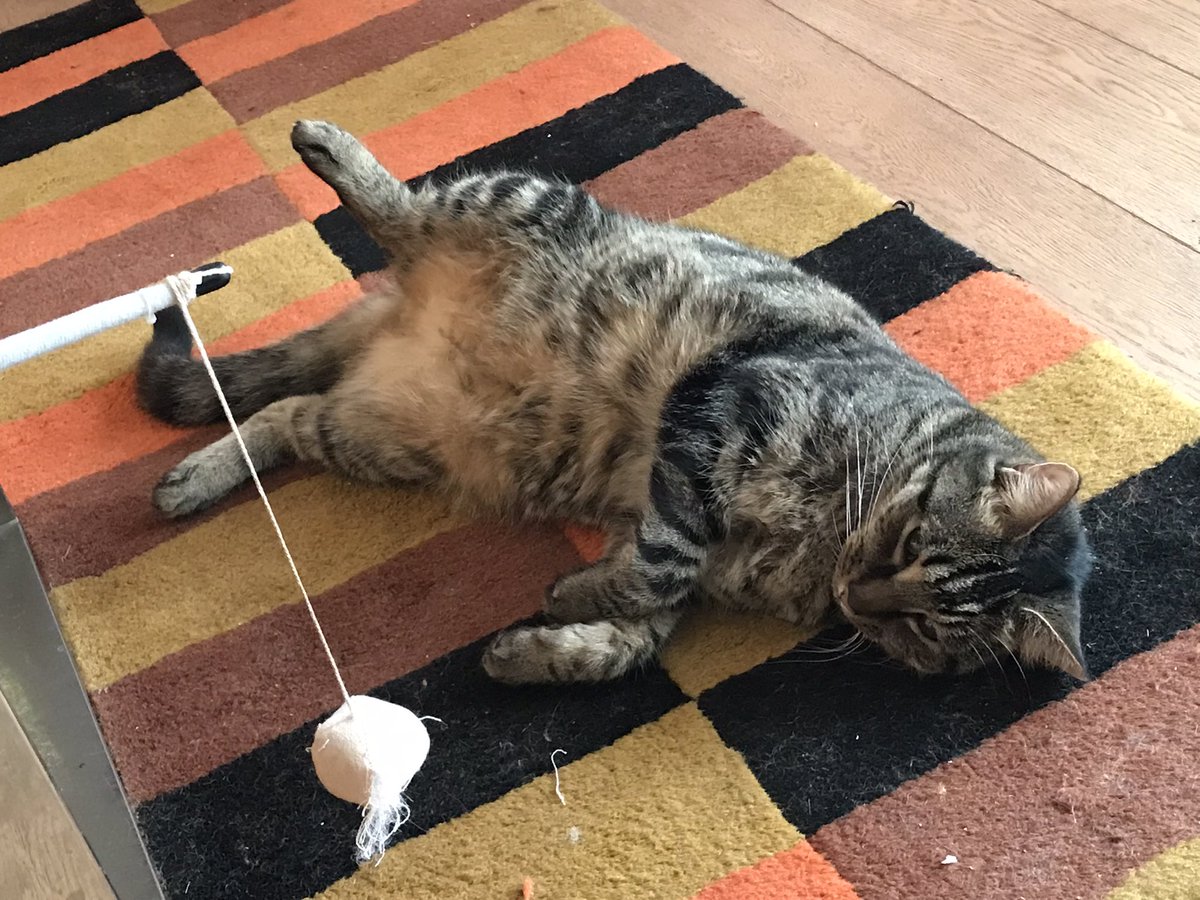 jason_tabby's tweet image. Time to rest