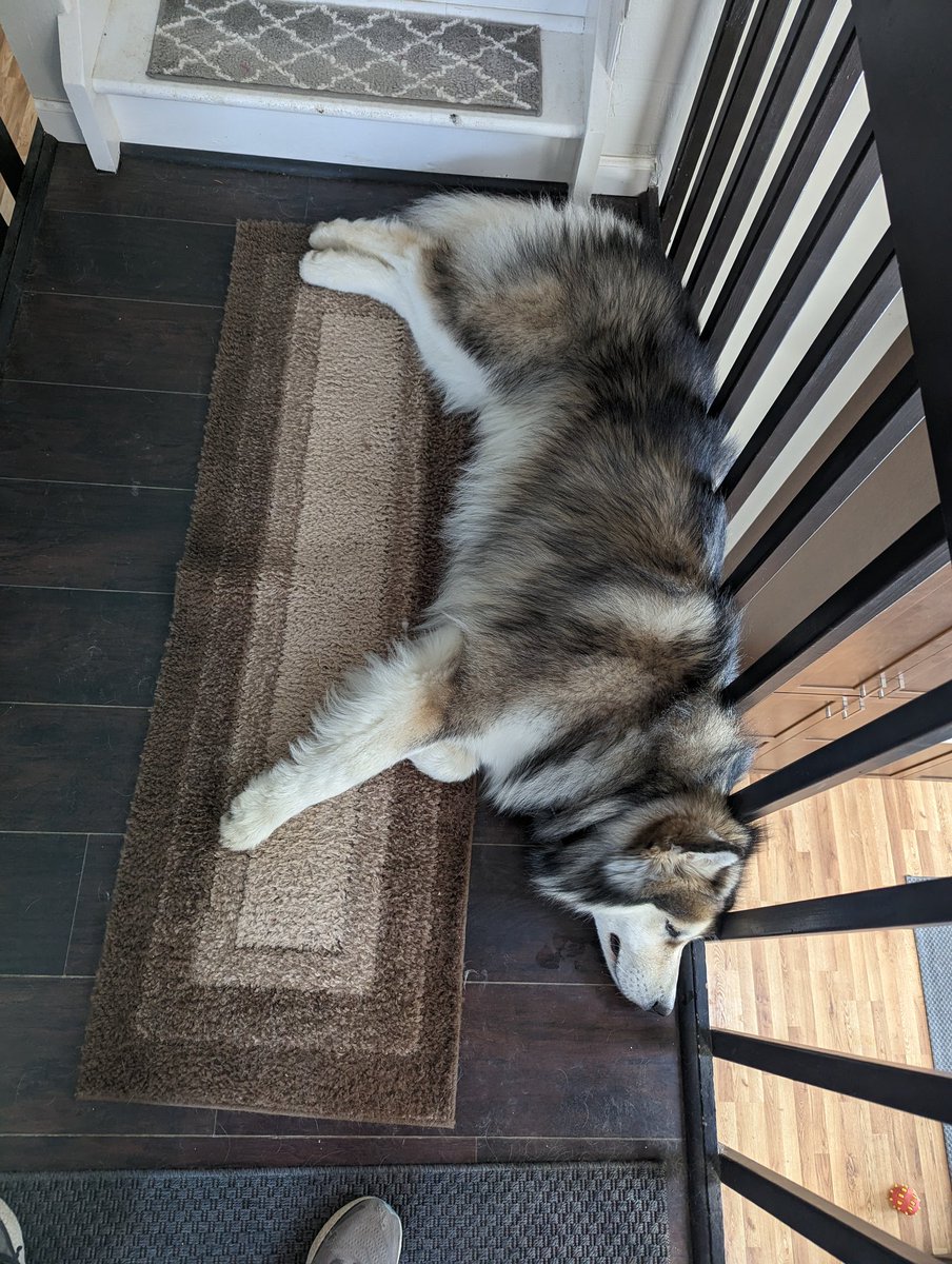 pandaherber's tweet photo. This is Kodiak. He's an @$$hat. He's almost 2. He's pouting.
Today I hip checked him bc he tried to feed himself by opening his food vault.
In response, he put his Labrador sister's head in his mouth.
Got yelled at.
#shitmydogdoes #dogmom #alaskanmalamute https://t.co/rG0pTVBx7K