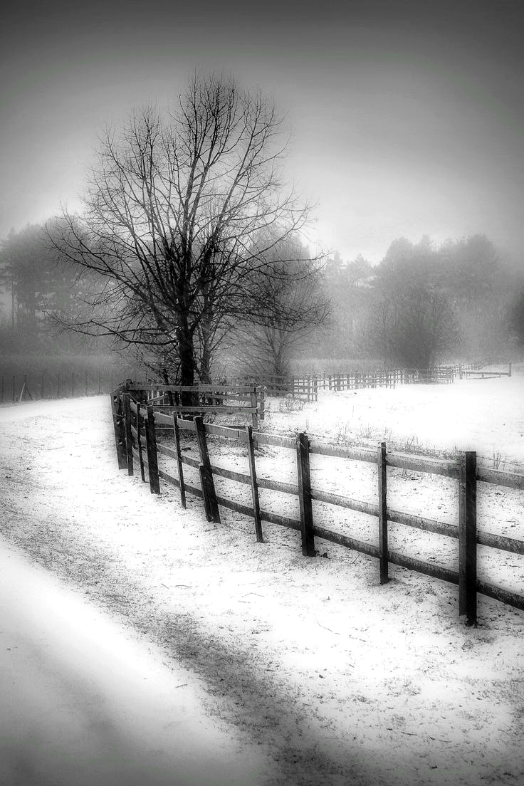 lida1xs's tweet photo. "Nature listens when it snows." https://t.co/xBfNJ4gFZz