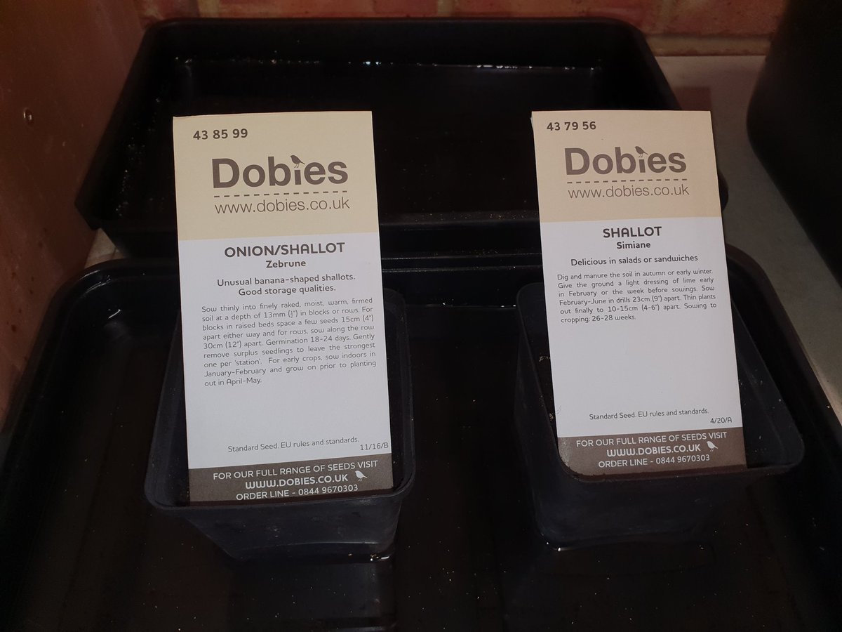 VegPlotFoodPot's tweet photo. First seeds sown this year. Chillies de Cayenne &amp; Cayennetta. Aubergine Jewel. Broads beans Aguadulce &amp; Crimson Flowered. Shallots Zebrune &amp; Simiane. Potatoes Chitting Casablanca &amp; Acoustic. https://t.co/ZAAUkSHdQy