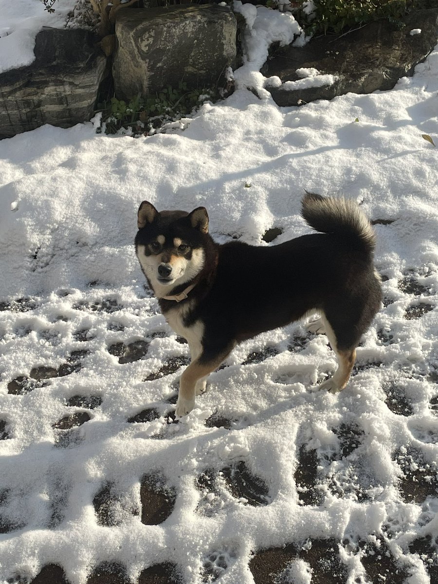 elonflokisk's tweet photo. @BSCGemsAlert If i get the $1000, i will change my shiba doggy's name as FLOKI 😊 https://t.co/TVlhE6pCcI