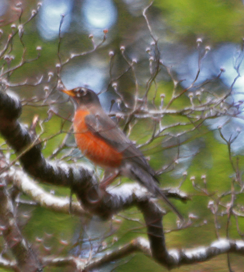 JosephHill3794's tweet photo. American Robin🐦
#February2023
Photo By: Joseph Hill🙂📸🐦
#AmericanRobin🐦 #bird🐦 #birdontree #tree #beautiful #peaceful #nature #winter #birdtwitter🐦 #birdphotography🐦📸 #SouthernPinesNC #February https://t.co/ildHKiOPhL