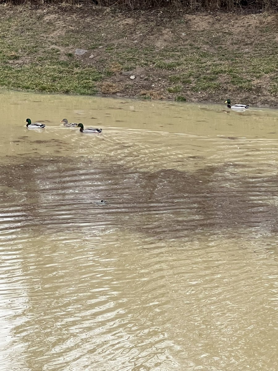All this rain has brought some visitors to <a href="/WilsonElem/">Wilson Elementary</a> this at morning! As they say, “it’s a good day for ducks!” 
<a href="/FHSchools/">FHSD</a>