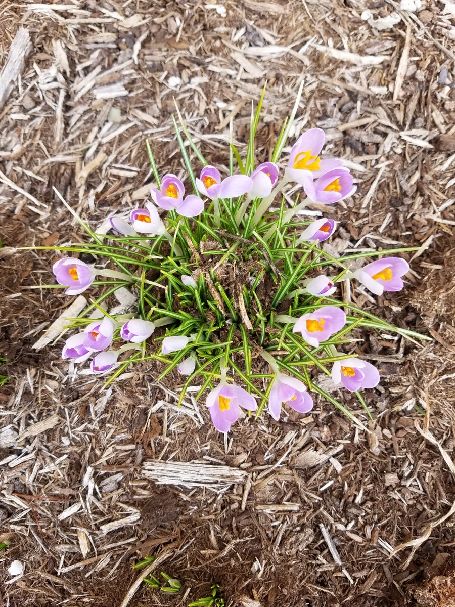 AJ_Mast_WX's tweet image. These right here are some confused Crocus Flowers... 🌷 
📸: Penny Ohmer 

After record highs in the upper 60s yesterday afternoon, temperatures will struggle to reach the freezing mark tomorrow afternoon. @AJ_Mast_WX #pawx #eriepa #falsespring