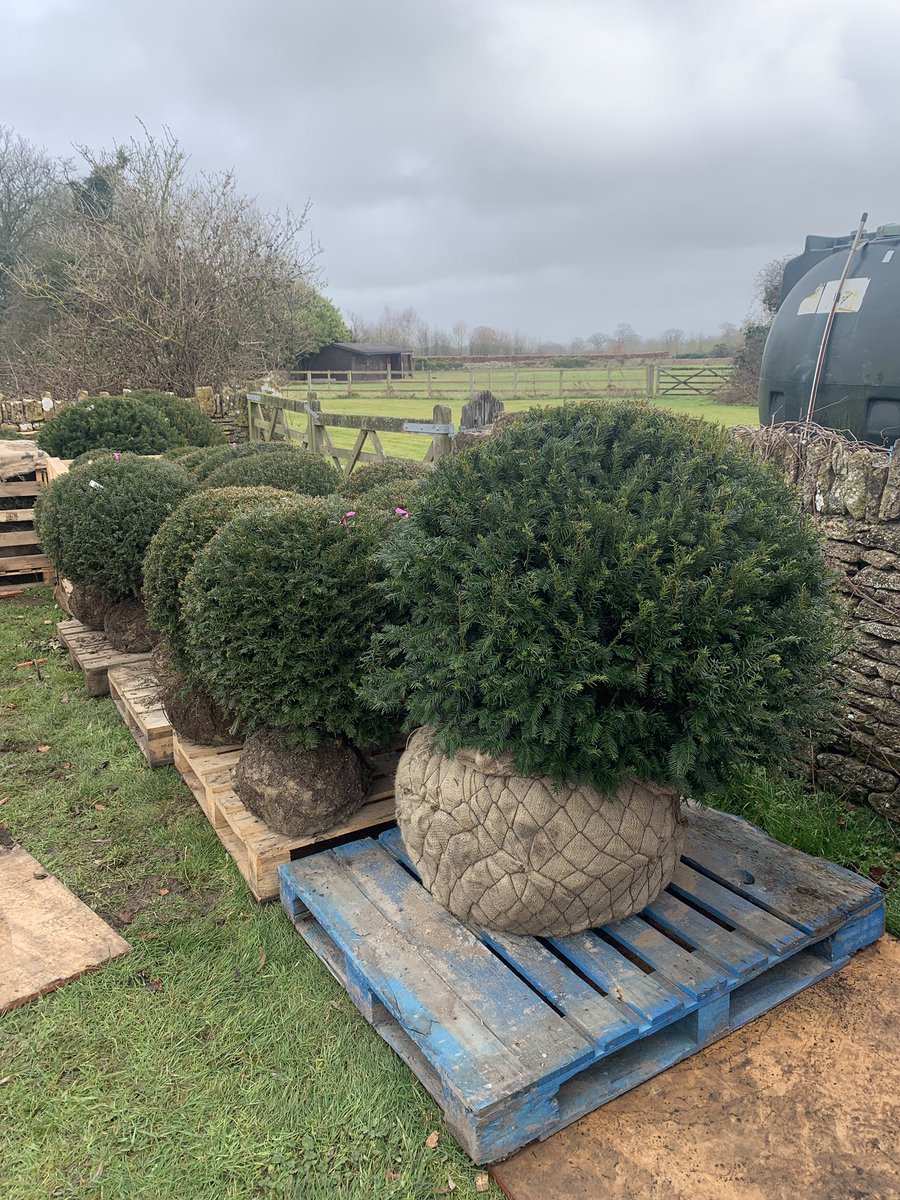 Digger Dan and his team are making great progress at Pippa’s site in Wiltshire. The water lily pond is taking shape and great plants arriving - thanks to <a href="/newmanphilip/">phil newman</a>.