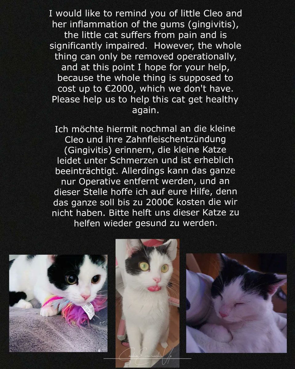 saskiaemmischVP's tweet photo. https://t.co/vCLuIF0HIv
#help #donations #tiereinnot #cats #cat https://t.co/LKwKCRGB7M