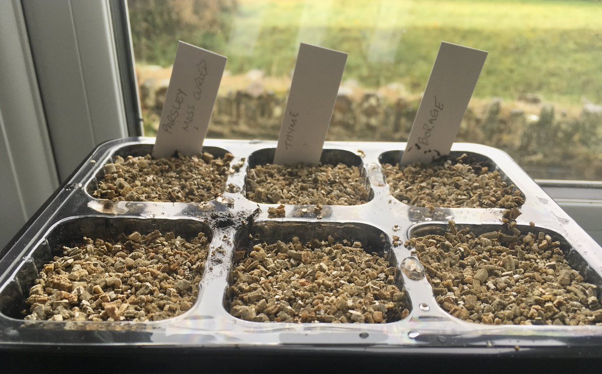 keithtesterliv1's tweet image. A bit more seed sowing here at The Devon Patch, Parsley-Moss Curled, Thyme and Borage, can’t wait to be getting more in but, will have to be patient👍😊 #DevonPatch #seedsowing #seedtray #Parsley #Thyme #Borage #herbseeds