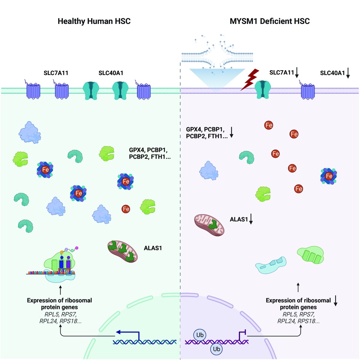 Really delighted to have our paper led by <a href="/ZHAOJiawei9/">ZHAO Jiawei</a> showing how human hematopoietic stem cells are vulnerable to ferroptosis published in <a href="/CellCellPress/">Cell</a>:

cell.com/cell/fulltext/… 

🙏 to our awesome reviewers and editor for helping us improve this work significantly!