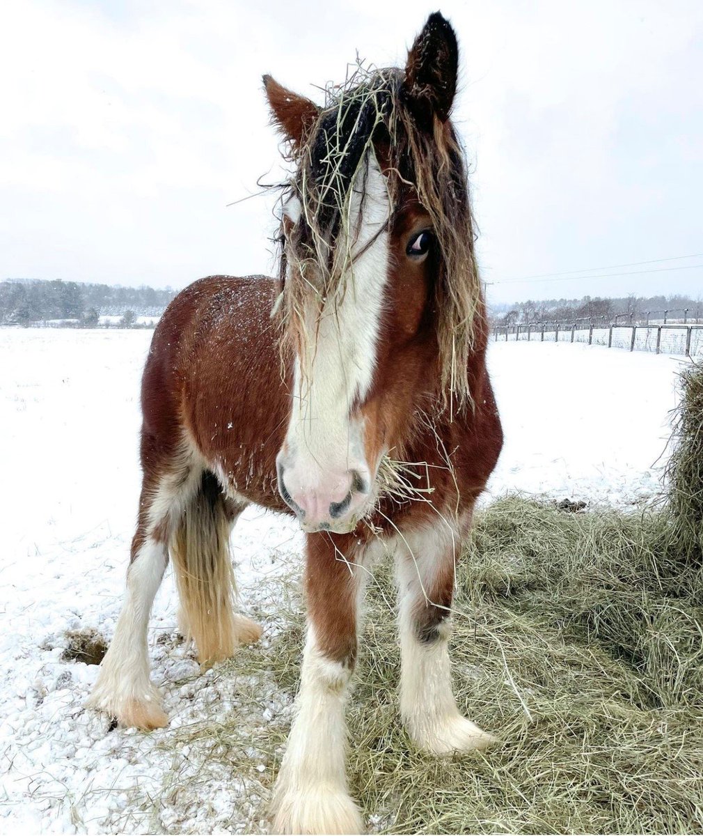 DurhamTourism's tweet photo. 💙 Wild Hearts Farmstead is a hobby farm located in #Newtonville that cares for a wide variety of farm animals! 🚜 Book your visit today to learn what they’re all about! For more winter activities in Clarington: https://t.co/EoPRktmdUj. 

📸: WildHeartsFarmstead on IG https://t.co/IDJeAl5ZeB