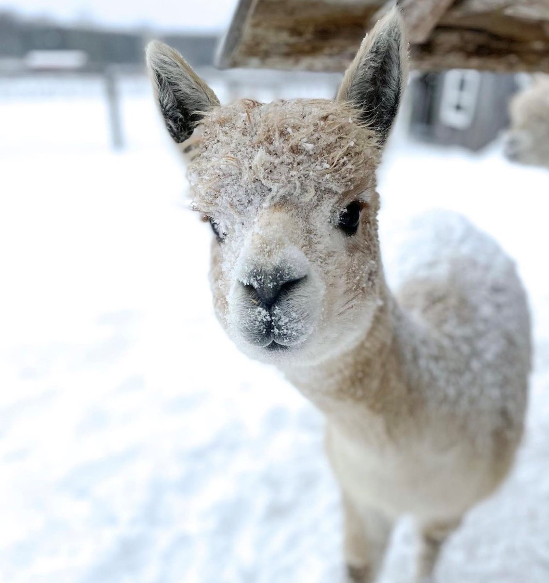 DurhamTourism's tweet photo. 💙 Wild Hearts Farmstead is a hobby farm located in #Newtonville that cares for a wide variety of farm animals! 🚜 Book your visit today to learn what they’re all about! For more winter activities in Clarington: https://t.co/EoPRktmdUj. 

📸: WildHeartsFarmstead on IG https://t.co/IDJeAl5ZeB