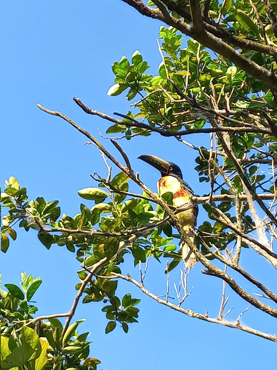 NalleLyNahuatt's tweet photo. Si #Shakira tiene "Moscas en la casa" yo tengo tucanes🍃
#Naturaleza #Tucán #Tucancillo
#FelizJueves #FelizJuevesATodos https://t.co/aEQUmspEes