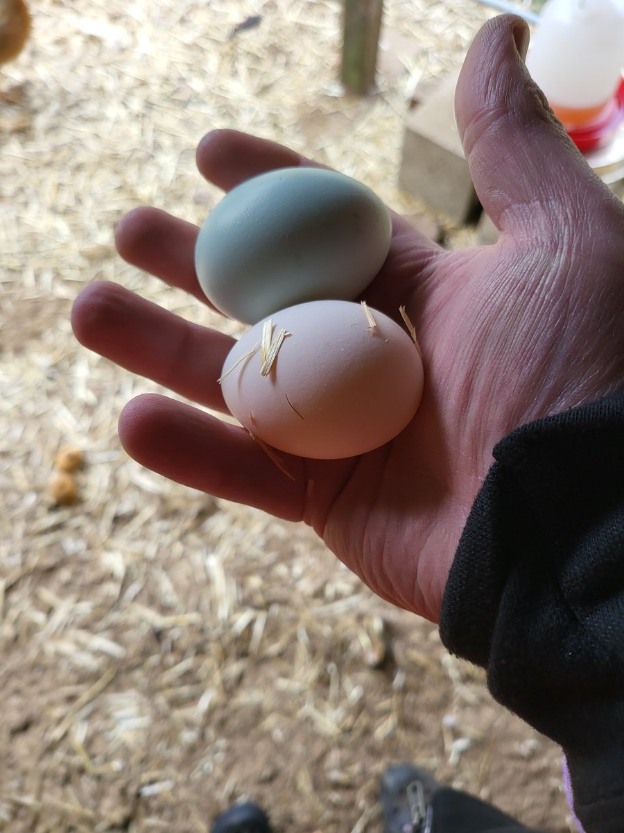 darins.eth 🟩🟨🟪🟥 tweet media