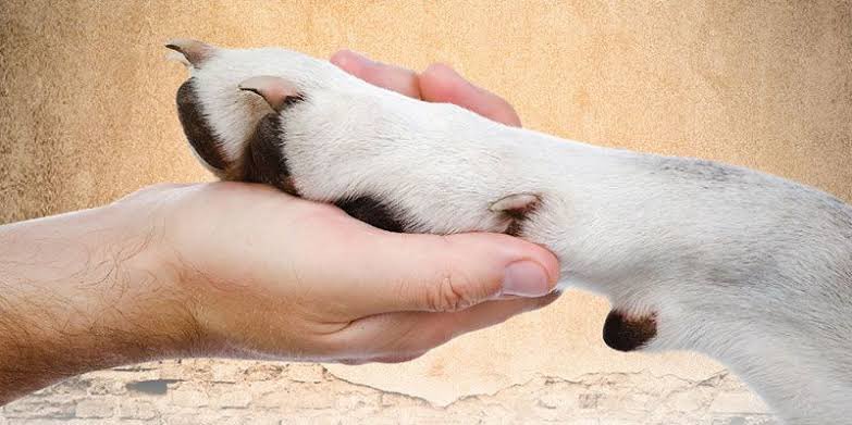 Telaşımızın arasında patili dostlarımızı unutmayalım , yanımıza bir mama da onlar için alalım 🙏🏻
#deprem #yardım #hayvanlarıbırakmayın