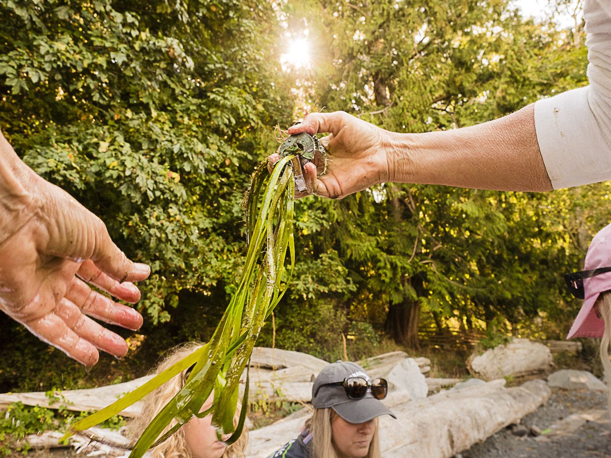 New paper! #Eelgrass #MarineConservation 📰✨

So excited 2 share this piece that quantifies dynamic changes in eelgrass habitat across 23 sites along the #NorthEastPacific

Led by <a href="/StuMunsch/">Stuart Munsch</a>, co-authors include <a href="/HessingLewis/">Margot Hessing-Lewis</a> <a href="/LubaReshitnyk/">Luba Reshitnyk 🇺🇦</a> &amp; more!

doi.org/10.3354/meps14…

1/3