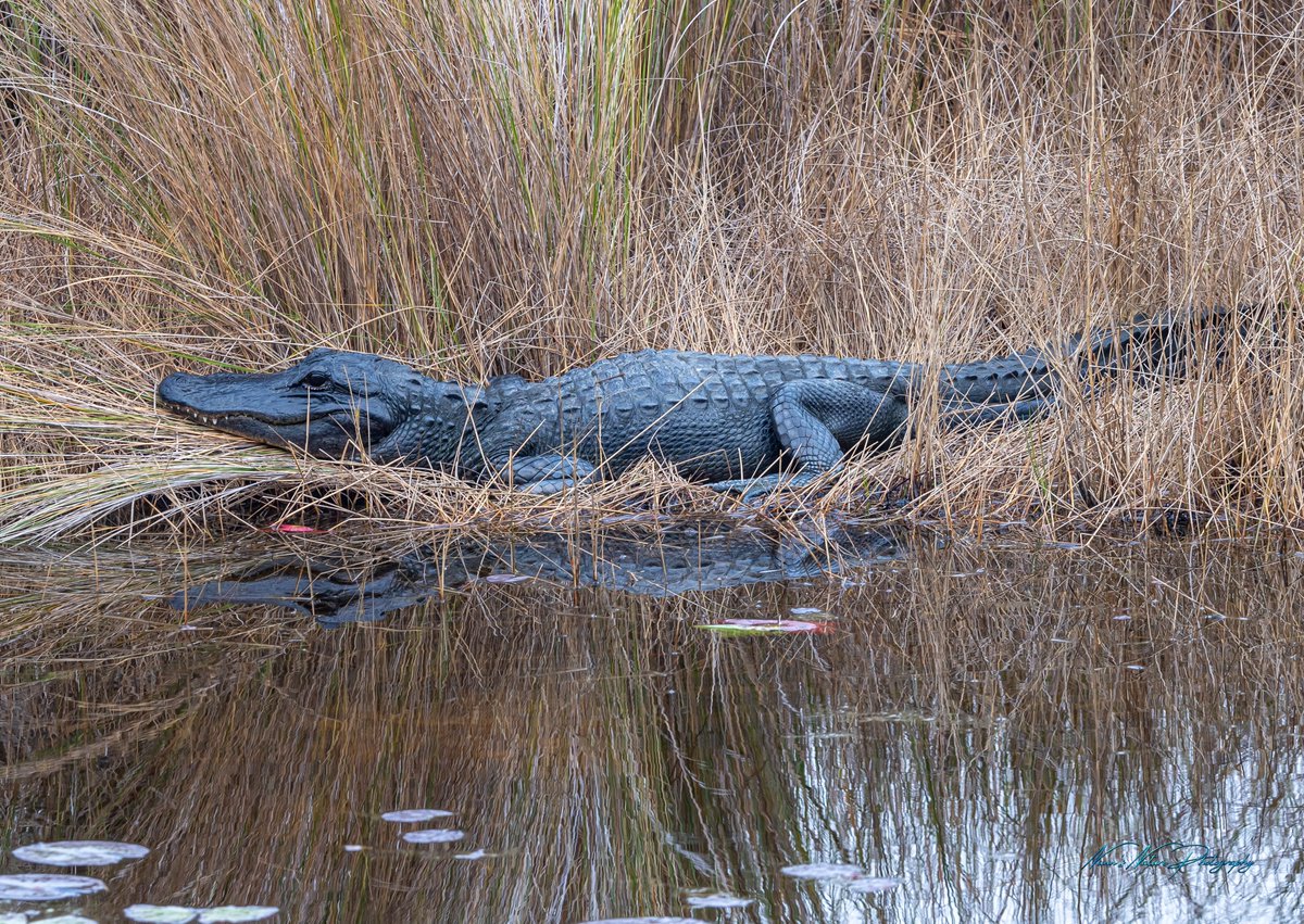 Just got back from Florida and working through some shots from down there.  Here are a few gator pics.  #photography #NaturePhotography #Florida #floridastateparks #natgeo #wildlifephotography  #TwitterNatureCommunity #TwitterNaturePhotography