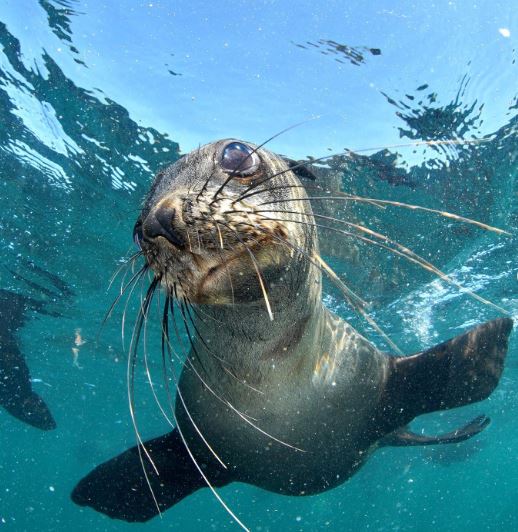CapeTown_Active's tweet photo. An other-worldly experience awaits with @animalocean seal snorkeling!

Experience these beautiful sea dogs in their world! 
👍 https://t.co/qKHC30hmXW

#capetownactive #animalocean #sealsnorkeling #capetownexplored #explore #adventure https://t.co/LfgFRq4YCQ