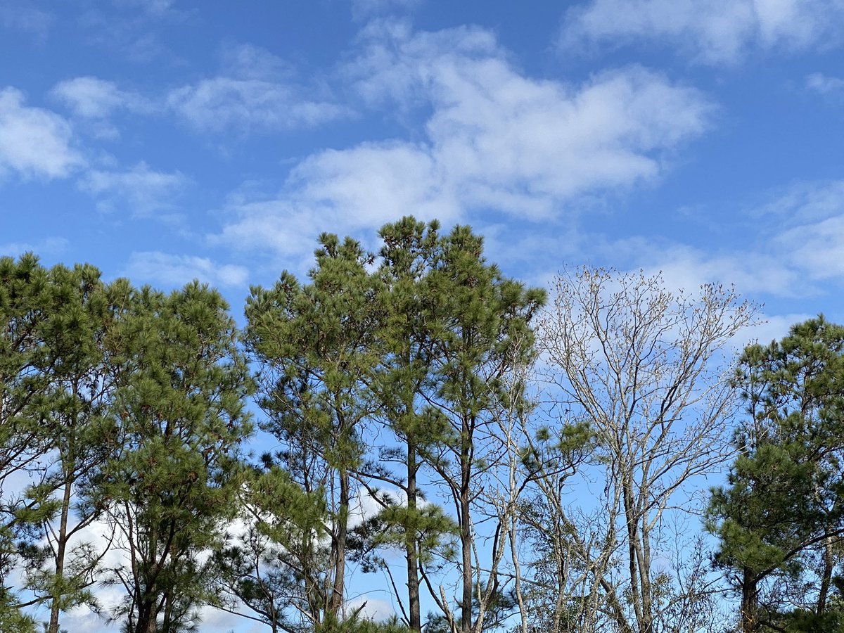 jimwoz's tweet image. calm quiet morning
birds chirping in the tree tops
pine cone falls to ground