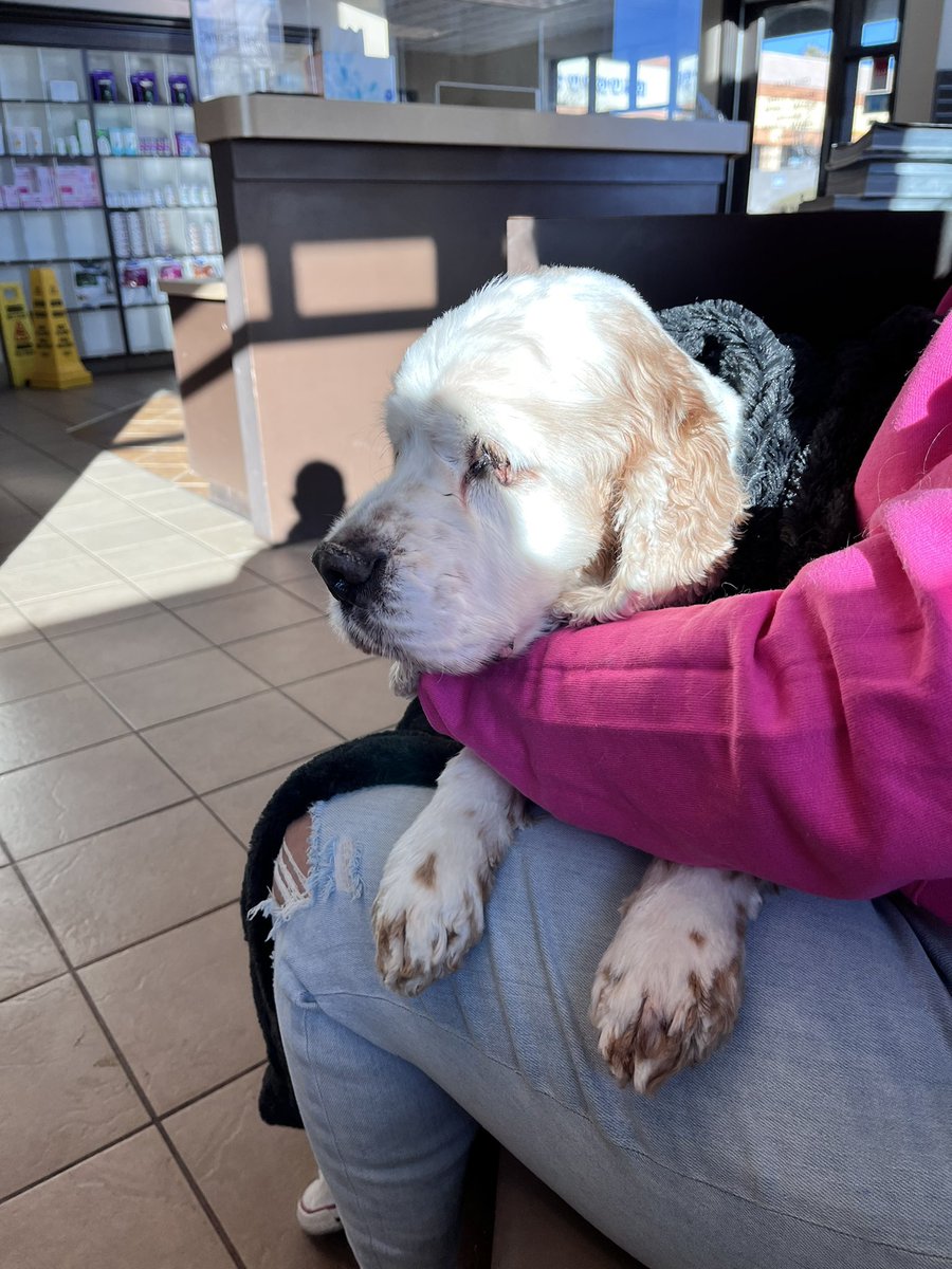 JoeDamicoWins's tweet photo. At the vet with “Dice.” He wants to thank everyone for their prayers. @1stladyofvegas #dog #dogs #dice #cockerspaniel #vet #atthevet #prayers #thankyou https://t.co/FjNB5na0TT
