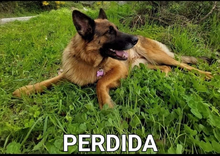 🚨🐕‍🦺 Una vecina de #Casabermeja (#Málaga) nos pide ayuda para encontrar a TRUFA una pastora alemana que desapareció la noche del 15/02/23 por la zona de El Cortijuelo.
🙏 Muchas gracias por tu ayuda