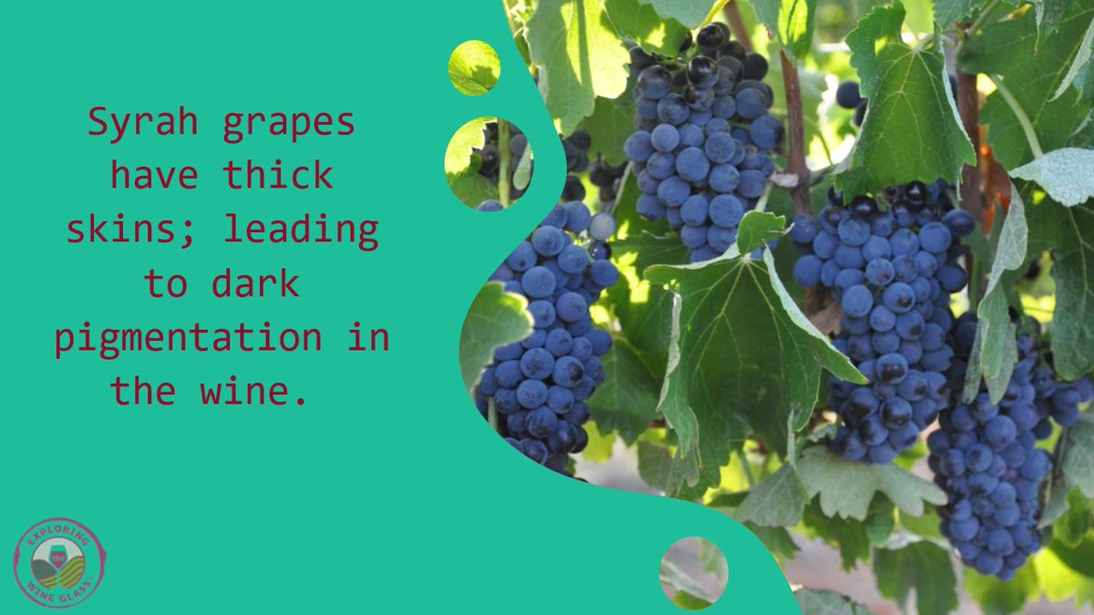 Happy #SyrahDay! Those thick skins, plus a nice cold soak provide for such a lovely dark colored wine! Agree or disagree? @VerseOnWine @Ldesprat <a href="/TheVintner/">Terminated</a> <a href="/paso_style/">Paso Style</a> <a href="/ItalianaTours/">Italiana Tours</a> <a href="/James52543387/">James⏺️</a> <a href="/vivavinifera/">vivavinifera</a> <a href="/HadMerlot/">You Had Me At Merlot</a> <a href="/ECWineCouple/">EastCoastWineCouple</a> 
<a href="/FWChronicles/">Food & Wine Chronicles</a> <a href="/bigcabbighair/">Big Cab Bigger Hair</a>