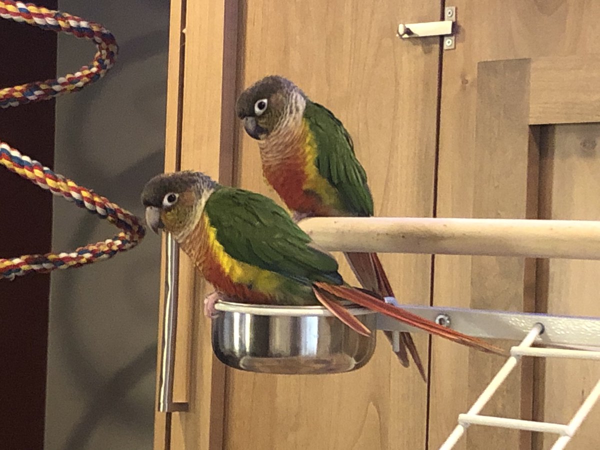 Pistachio and Matcha DNA tested female! Thank you @RoniesOf for the results. So happy to have these sweet sisters in the feathership.
#sisters #itsagirl #dnatesting #birds #parrots #conures #parakeets #greencheekconures #pistachio #matcha #cuteanimals #feathershipofthewing