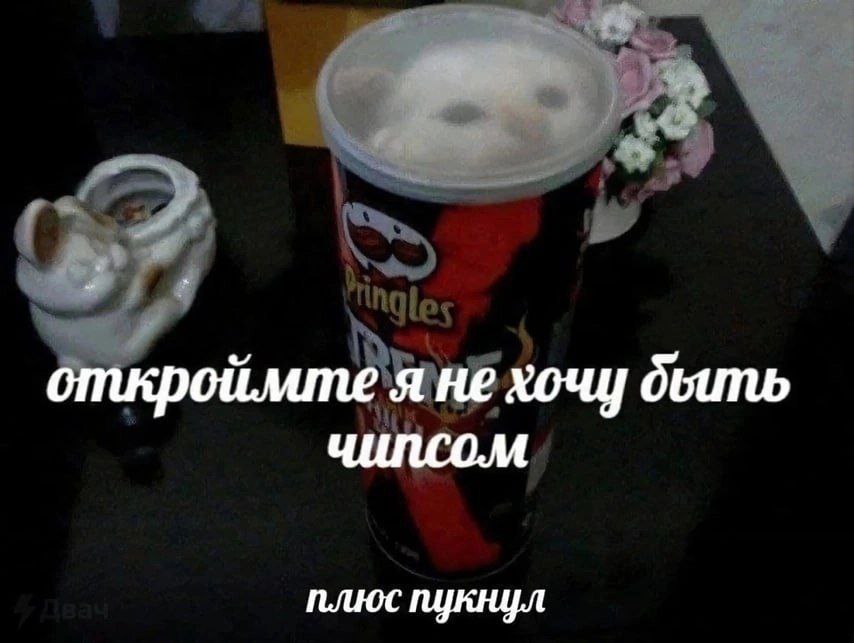 Linn_Owl's tweet photo. это не учебная тревога найден лучший мем на свете https://t.co/xYdtcp7sNp