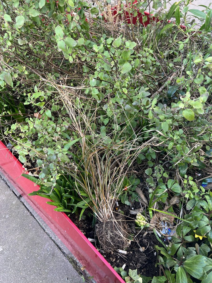 Angiemut's tweet photo. Clean and Green ๐๐๐ #underwatered #unkempt and full of cig butts ! Oh and listened to residents? Or do you mean listened then ignored? And then forged ahead with unwanted schemes ๐๐๐ #TheListeningCouncil @bathnes you must be kidding๐คฌ https://t.co/9cZZGLrW0B