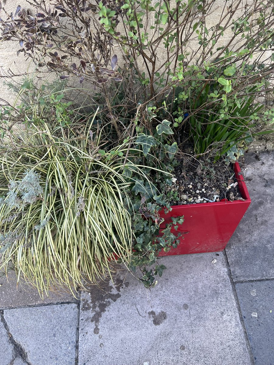 Angiemut's tweet photo. Clean and Green ๐๐๐ #underwatered #unkempt and full of cig butts ! Oh and listened to residents? Or do you mean listened then ignored? And then forged ahead with unwanted schemes ๐๐๐ #TheListeningCouncil @bathnes you must be kidding๐คฌ https://t.co/9cZZGLrW0B