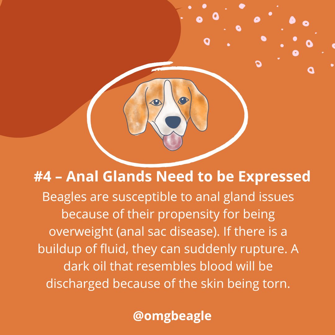 OMGBeagle's tweet photo. Part 5

For a variety of reasons, beagles are very unpleasant to smell. Some are brought on by medical conditions or health problems, while others are bred into the breed.

Here are the top 5 causes of your beagle's unpleasant odor:

#OMGBeagle #beagle #beaglefacts #beaglecare https://t.co/Pvpg9mdzxF