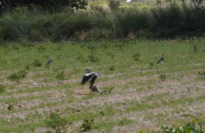 dillenseger_g's tweet image. A glimpse at the amazing job my dummies did last season, and the antipredator responses of Southern Lapwings (Vanellus chilensis) were quite straightforward. Hope to get even more interesting results during analysis
#ornithology #lapwing #PhDstudy