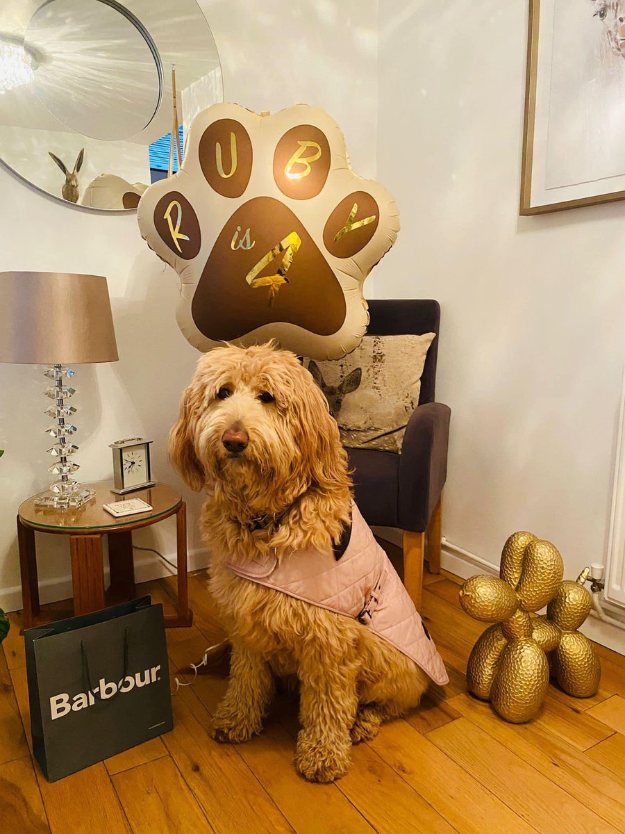 Something_Party's tweet photo. Ruby is 4 ! Happy birthday Ruby! 🎈 #birthday #birthdayballoons #birthdaydog #rubyis4 #doggybirthday #barber #barberdog #balloons #ballooning #balloondog #balloonshop #balloondecor #balloonsurprise #WorcestershireHour https://t.co/XFLLDy3lvP
