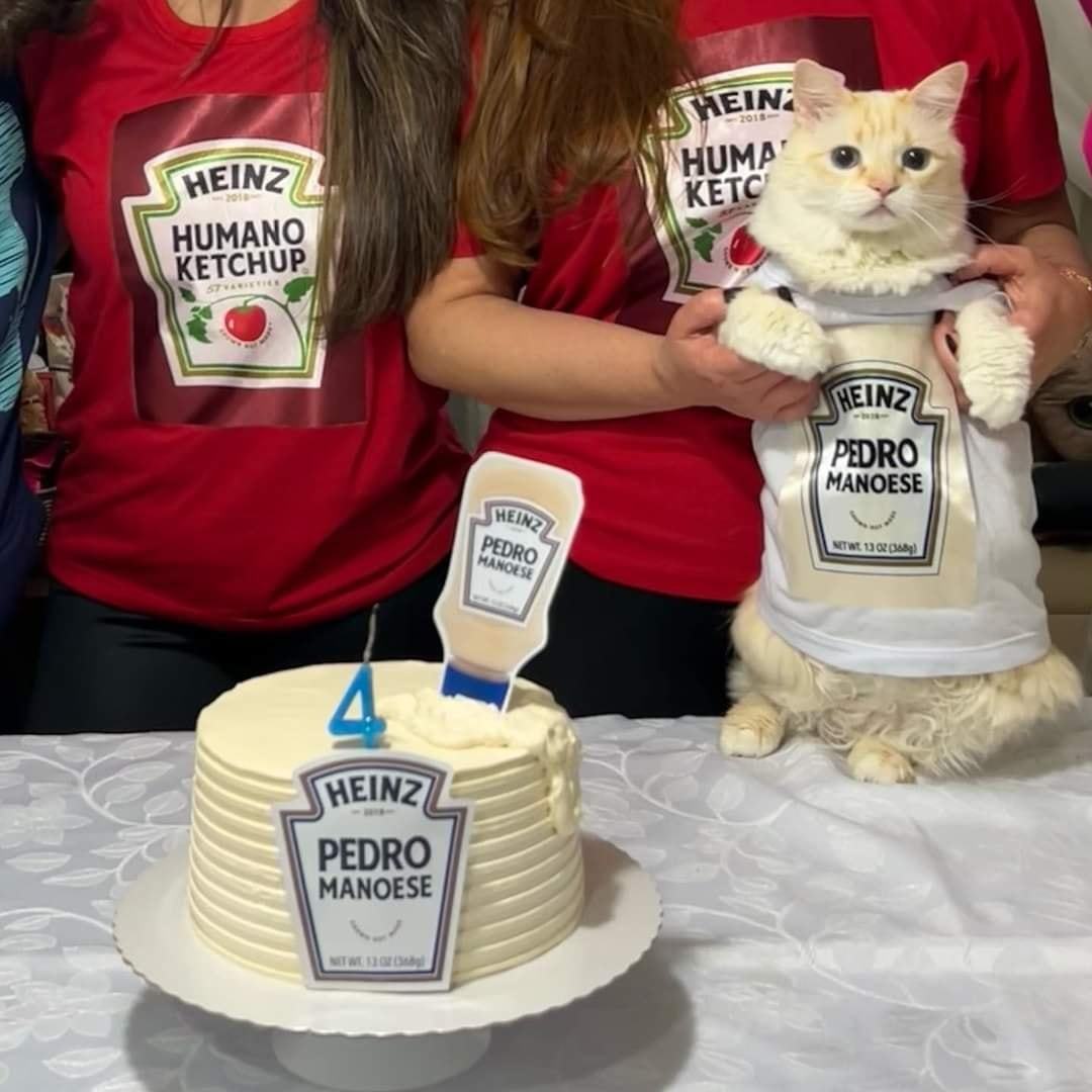 TodoDiaGatinhos's tweet photo. PARABÉNS GATINHO PEDRO MANOESE https://t.co/qeZdUN1Q88