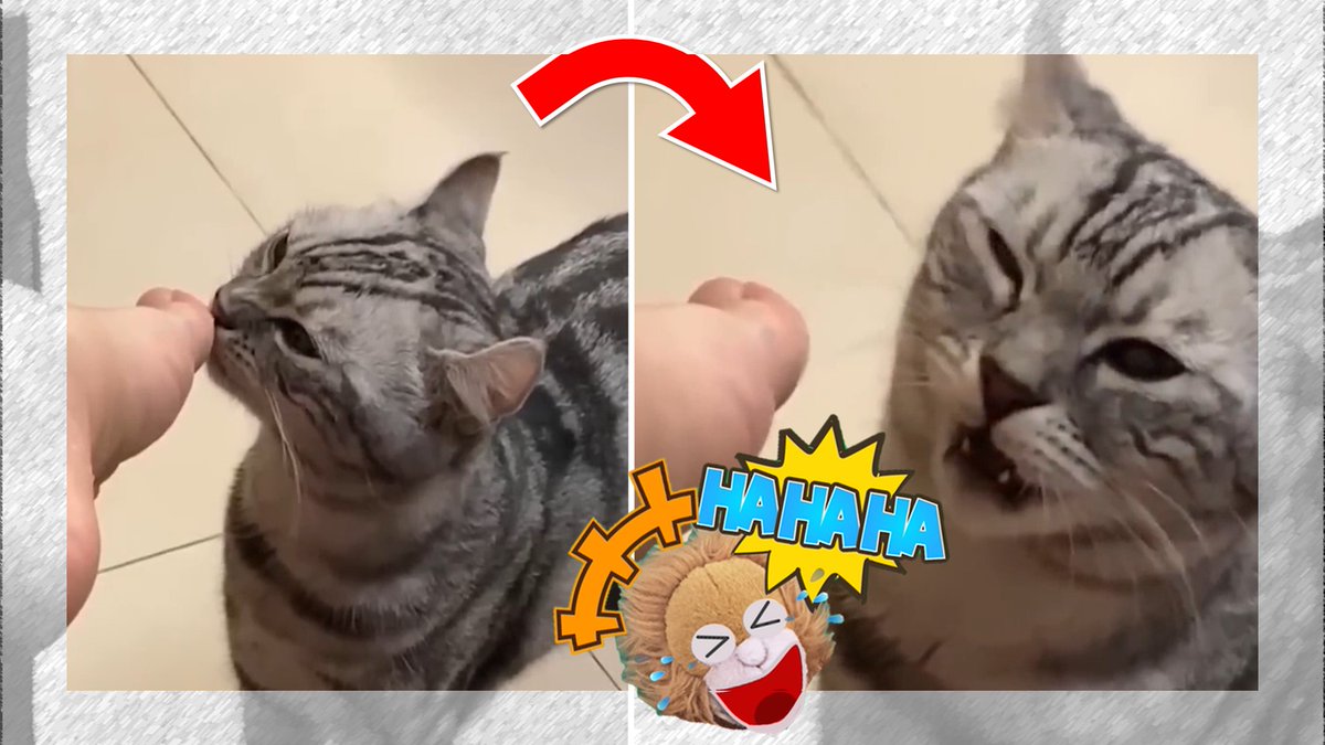 killing_time_mo's tweet photo. Lots of cute animals in this one too! Let's have fun watching this show together! Please subscribe and like our channel!
https://t.co/OZVOjDh6cf https://t.co/NSS9QO9gPF